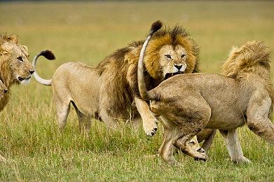 《宝可梦：大集结》“巨钳螳螂”新演示 现已正式上线